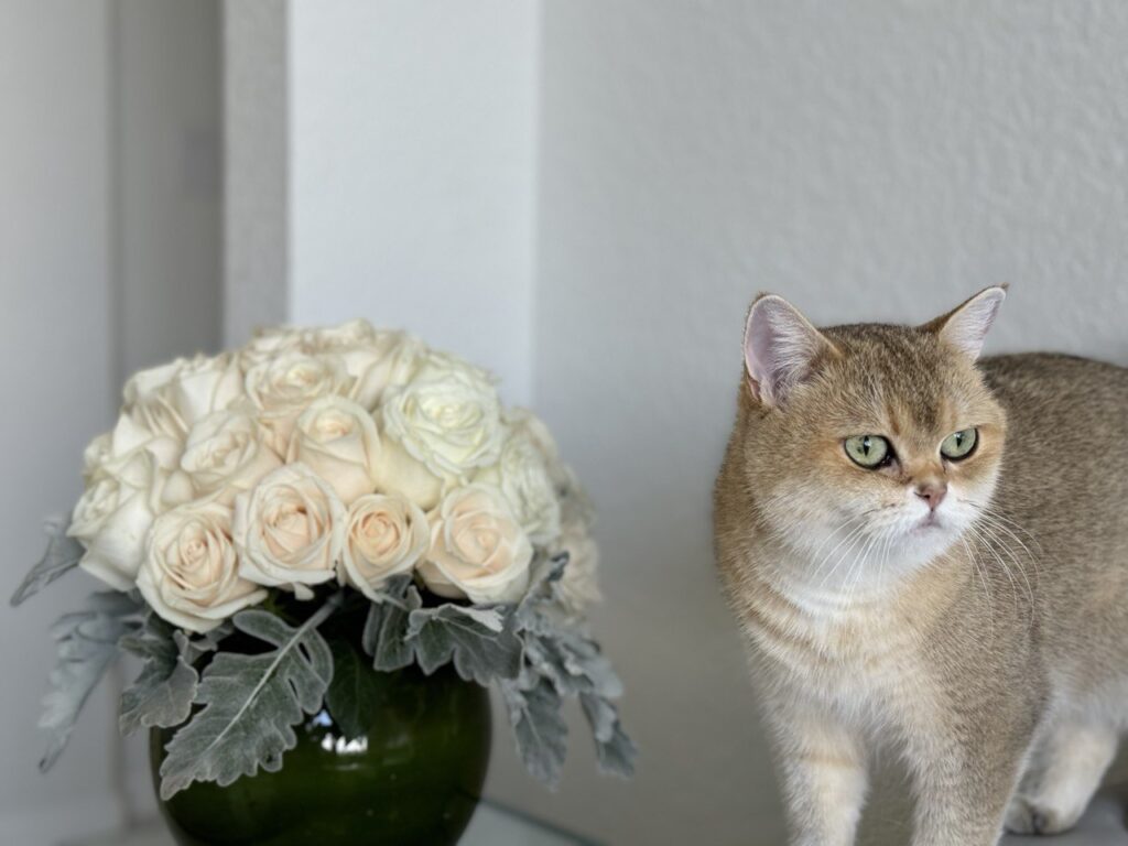 cat near Orchid arrangement in living room Are Orchids Toxic to Cats? 