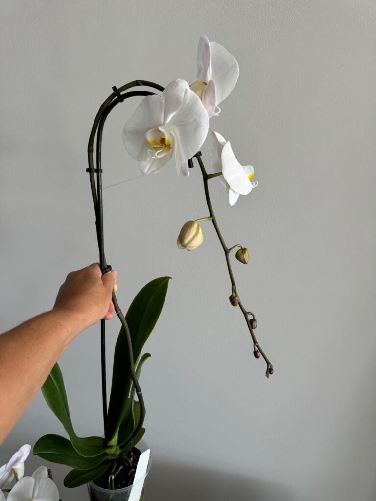 Essential Tips for Caring for Orchids During Florida's Summer
