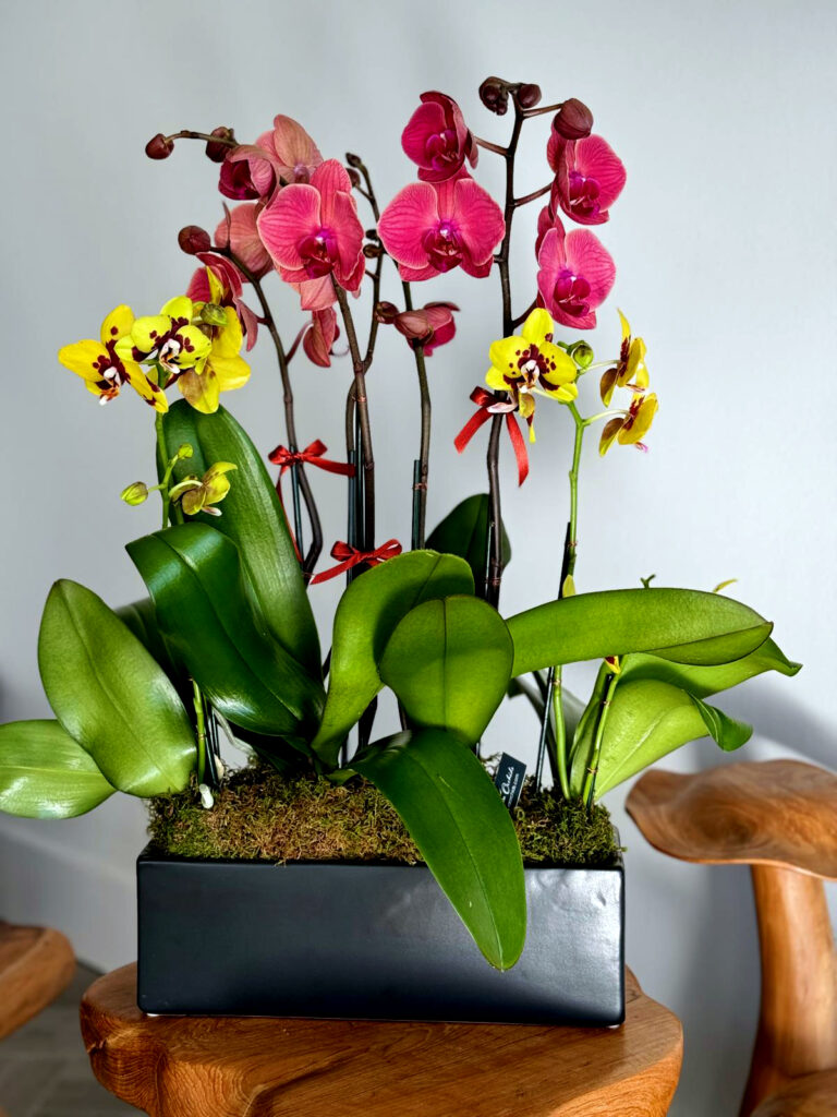 Essential Tips for Caring for Orchids During Florida's Summer