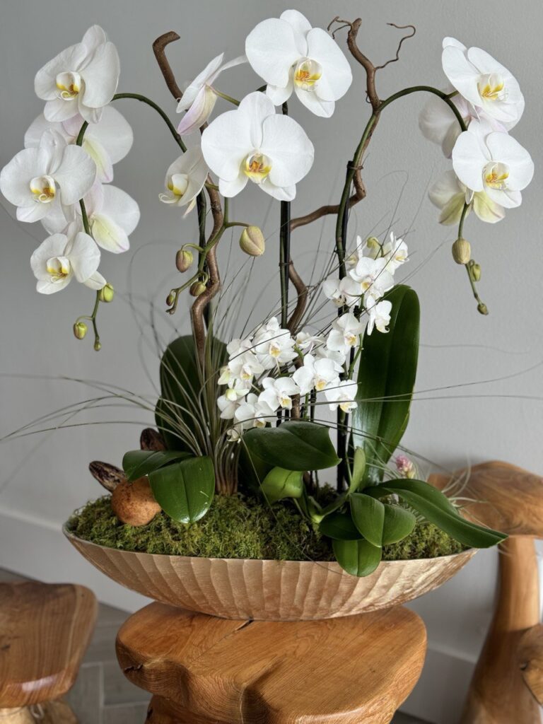 Essential Tips for Caring for Orchids During Florida's Summer